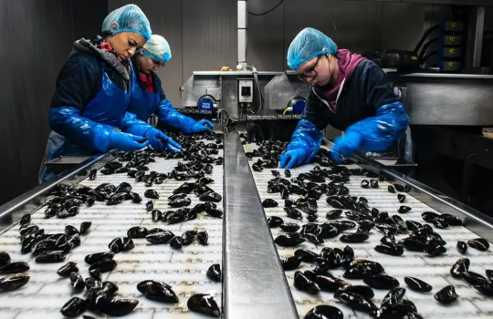 A photo of three women working in a food factory, processing muscles on a conveyor belt.