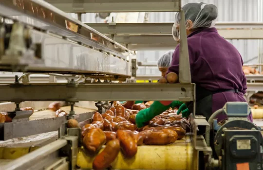 A photo of women working in a food factory, processing sweet potatoes on a conveyor belt.