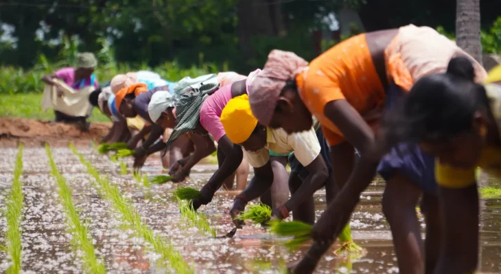 Group of South Asian women in a field, bent over picking rice plants