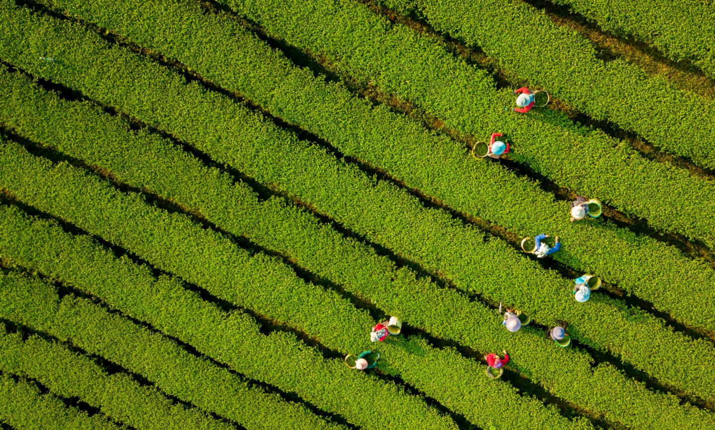 Farm workers in a field picking tea leaves